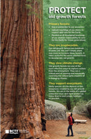 2024 Protect Old Growth Forests Poster